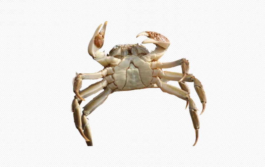 黄河口 大闸蟹 阳澄湖 螃蟹