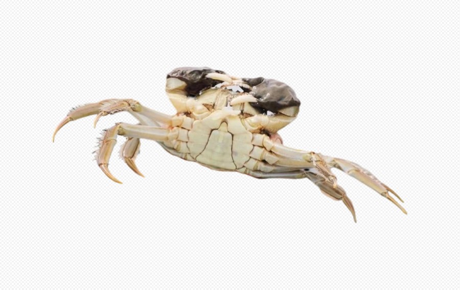 黄河口 大闸蟹 阳澄湖 螃蟹