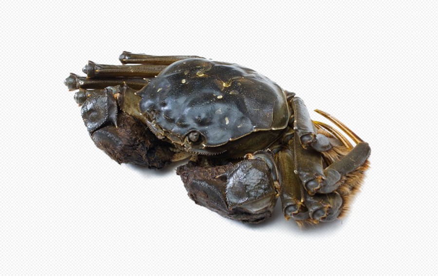 黄河口 大闸蟹 阳澄湖 螃蟹