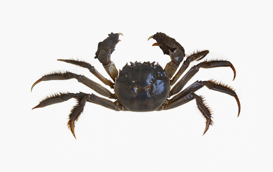 黄河口 大闸蟹 阳澄湖 螃蟹