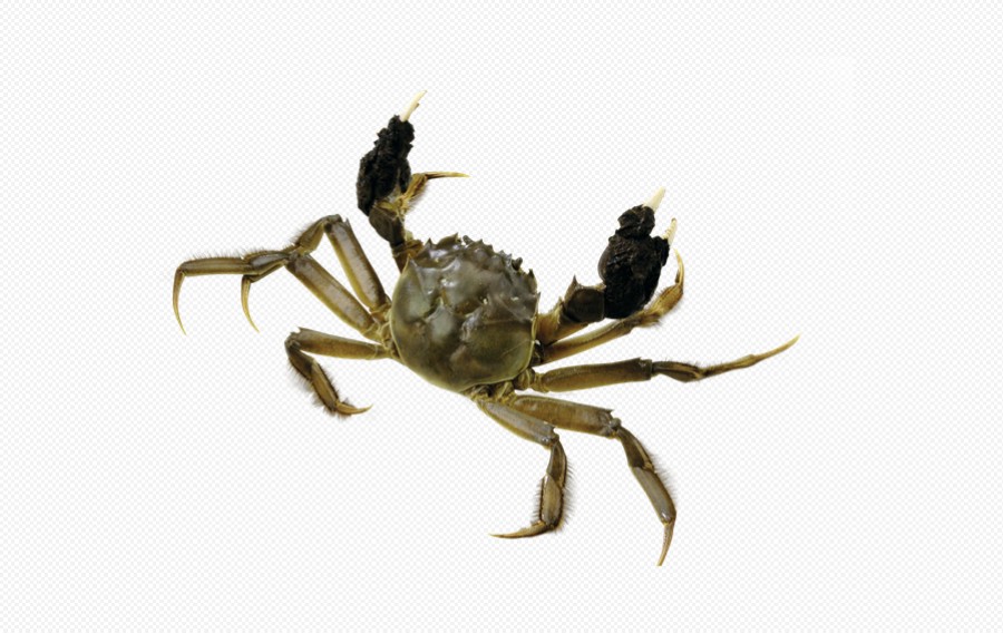 黄河口 大闸蟹 阳澄湖 螃蟹